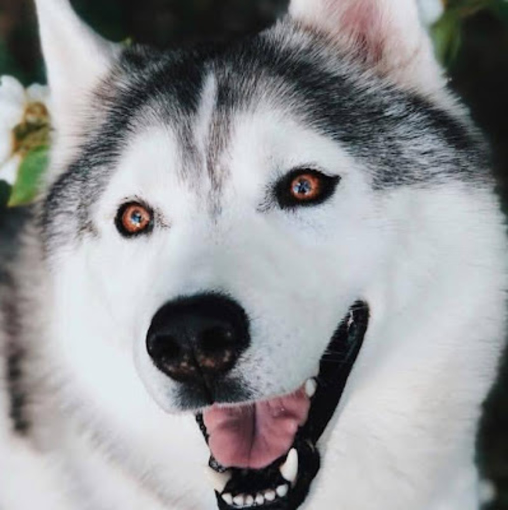 Meet your Posher, Violet